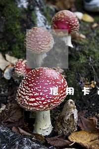 信用卡逾期银行开庭通知书 信用卡逾期银行开庭通知书