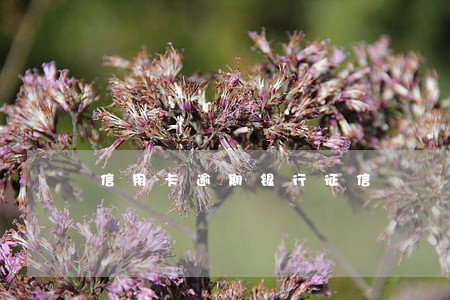 信用卡逾期银行征信 信用卡逾期银行征信