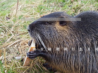 信用卡逾期银行怎么处罚 信用卡逾期银行怎么处罚