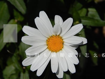 信用卡逾期银行怎么收款