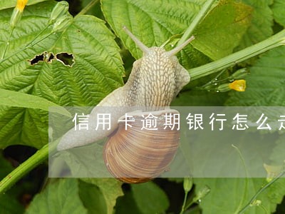 信用卡逾期银行怎么走司法程序 信用卡逾期银行怎么走司法程序
