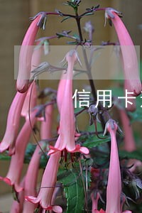 信用卡逾期银行恐吓报警 信用卡逾期银行恐吓报警