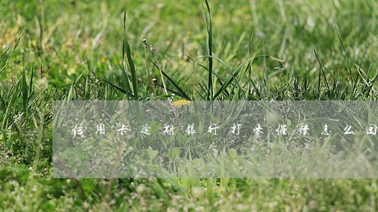 信用卡逾期银行打来催债怎么回答 信用卡逾期银行打来催债怎么回答