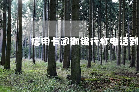 信用卡逾期银行打电话到家人了 信用卡逾期银行打电话到家人了