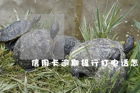信用卡逾期银行打电话怎么处理 信用卡逾期银行打电话怎么处理