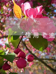 信用卡逾期银行打电话来催
