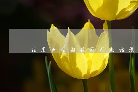 信用卡逾期银行打电话没人接听 信用卡逾期银行打电话没人接听