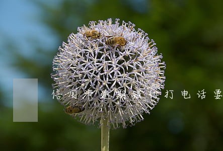 信用卡逾期银行打电话要起诉 信用卡逾期银行打电话要起诉