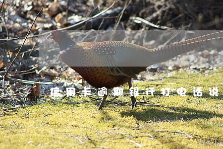 信用卡逾期银行打电话说只要本金 信用卡逾期银行打电话说只要本金