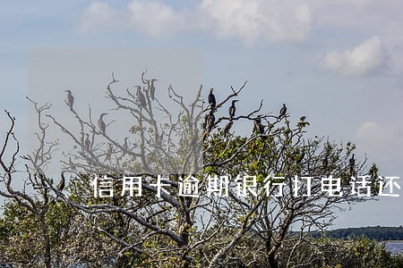 信用卡逾期银行打电话还款三天 信用卡逾期银行打电话还款三天