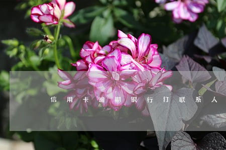 信用卡逾期银行打联系人电话 信用卡逾期银行打联系人电话
