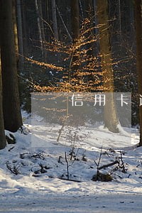 信用卡逾期银行报案后