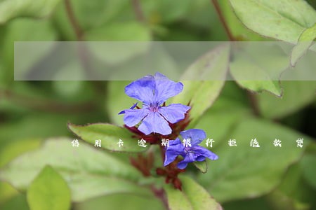 信用卡逾期银行拒绝放贷款 信用卡逾期银行拒绝放贷款