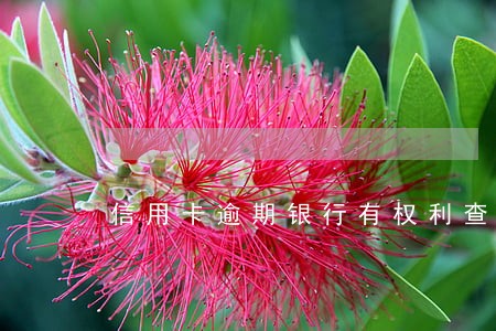 信用卡逾期银行有权利查户口吗