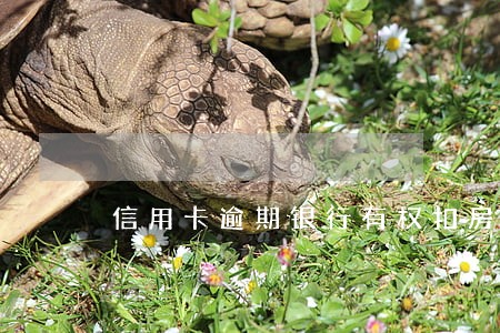 信用卡逾期银行有权扣房子吗 信用卡逾期银行有权扣房子吗