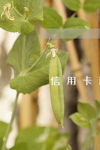 信用卡逾期银行电话打不通
