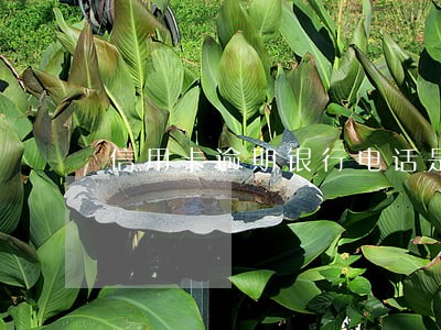 信用卡逾期银行电话是多少 信用卡逾期银行电话是多少