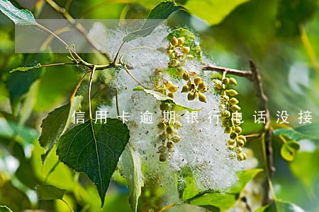 信用卡逾期银行电话没接到 信用卡逾期银行电话没接到