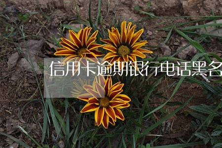 信用卡逾期银行电话黑名单查询