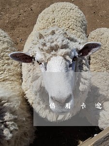 信用卡逾期银行的处理