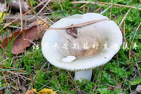 信用卡逾期银行直接联系村委会 信用卡逾期银行直接联系村委会