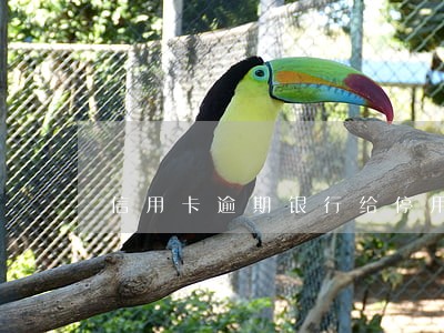信用卡逾期银行给停用了 信用卡逾期银行给停用了