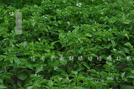 信用卡逾期银行给我打电话了 信用卡逾期银行给我打电话了