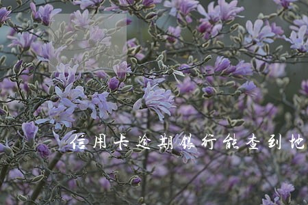 信用卡逾期银行能查到地址 信用卡逾期银行能查到地址
