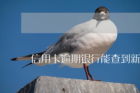 信用卡逾期银行能查到新公司吗