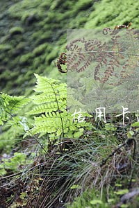 信用卡逾期银行自动扣款 信用卡逾期银行自动扣款