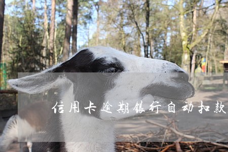信用卡逾期银行自动扣款吗