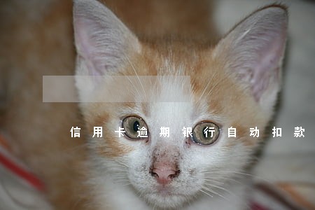 信用卡逾期银行自动扣款怎么投诉 信用卡逾期银行自动扣款怎么投诉