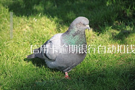 信用卡逾期银行自动扣钱吗 信用卡逾期银行自动扣钱吗