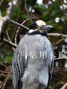 信用卡逾期银行要寄法律函件