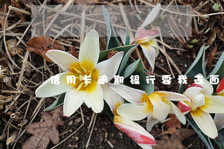 信用卡逾期银行要我去面谈要去吗 信用卡逾期银行要我去面谈要去吗