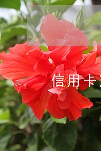 信用卡逾期银行要报备电话号码