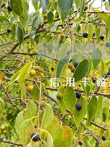 信用卡逾期银行要报案处理 信用卡逾期银行要报案处理