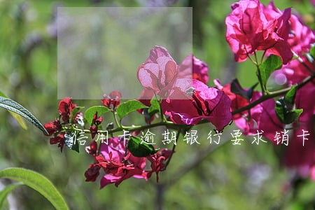 信用卡逾期银行要求销卡 信用卡逾期银行要求销卡
