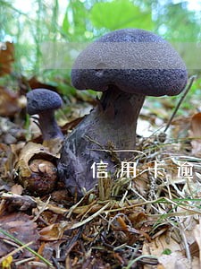 信用卡逾期银行要求面签 信用卡逾期银行要求面签