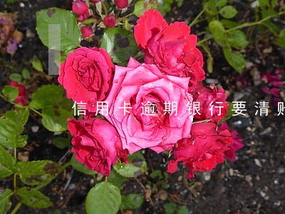 信用卡逾期银行要清账吗
