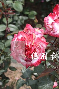 信用卡逾期银行要起诉我 信用卡逾期银行要起诉我