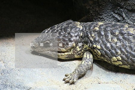 信用卡逾期银行让先还一期 信用卡逾期银行让先还一期