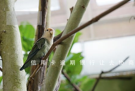信用卡逾期银行让去协商 信用卡逾期银行让去协商