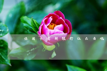 信用卡逾期银行让去当地 信用卡逾期银行让去当地