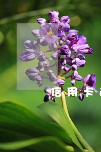 信用卡逾期银行让我开贫困证明