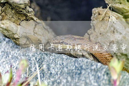信用卡逾期银行说立案审核了 信用卡逾期银行说立案审核了
