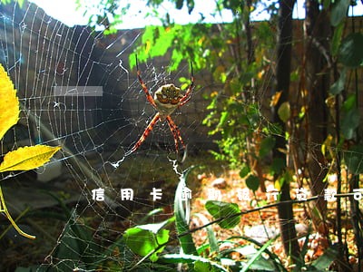 信用卡逾期银行贷款可以续签吗