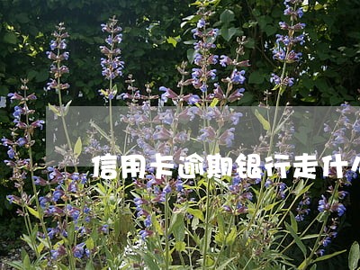 信用卡逾期银行走什么流程 信用卡逾期银行走什么流程