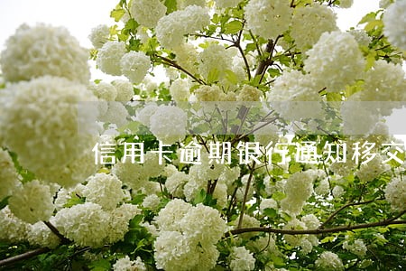 信用卡逾期银行通知移交法院 信用卡逾期银行通知移交法院