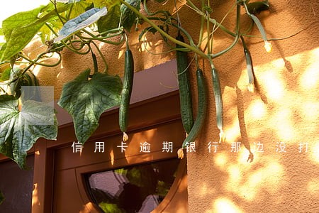 信用卡逾期银行那边没打电话来催 信用卡逾期银行那边没打电话来催